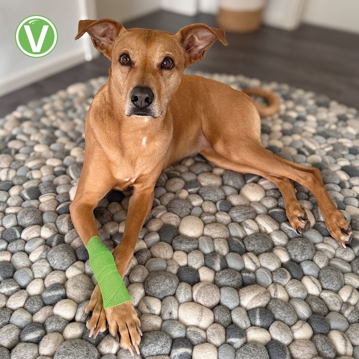 Vetlando-Anti-LickBandage-6