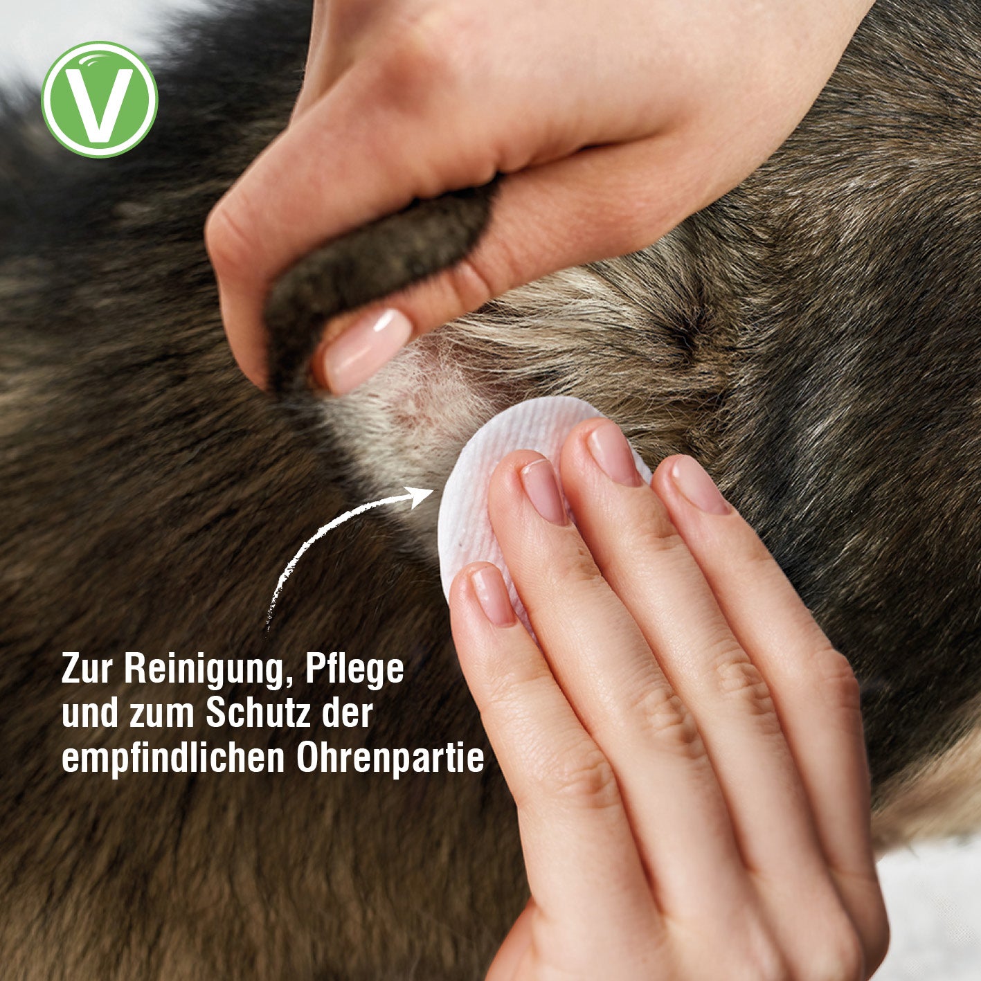 Vetlando-Ohrenpflege-4