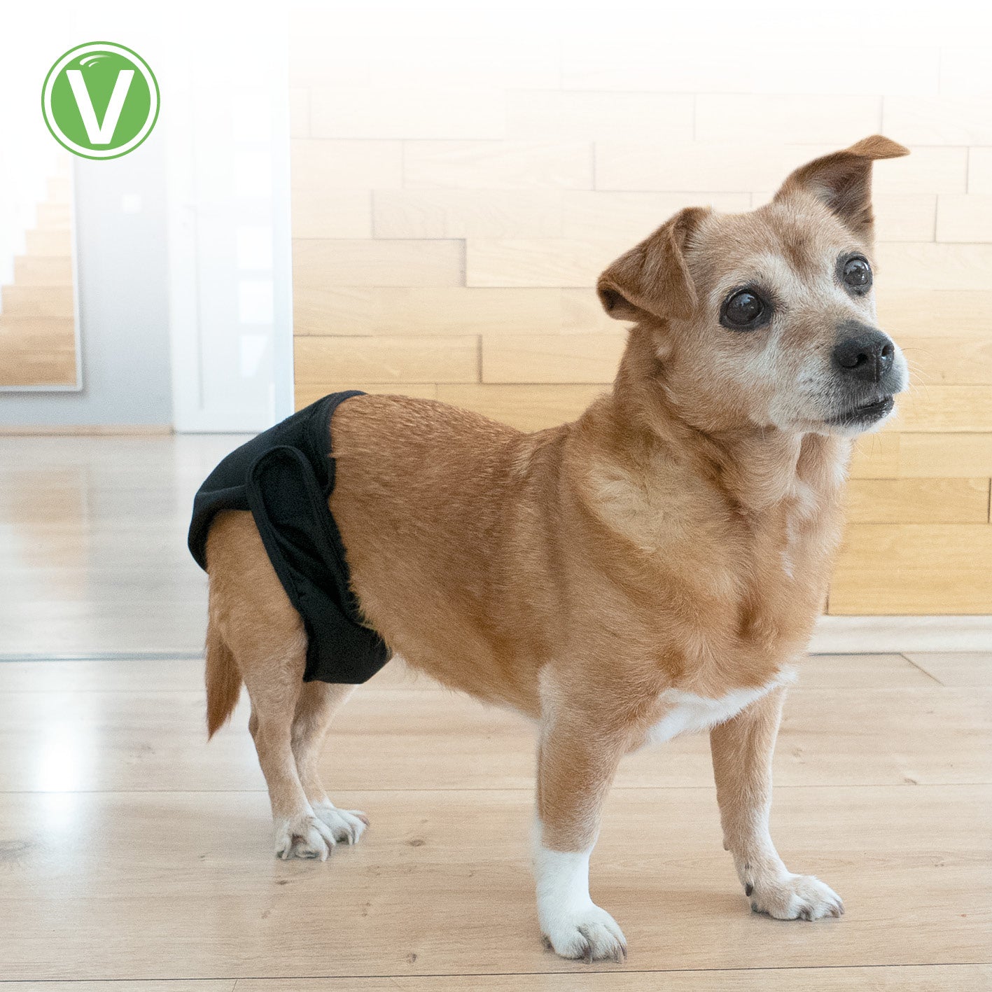 Vetlando-Waschbare-Huendinnenwindel-6