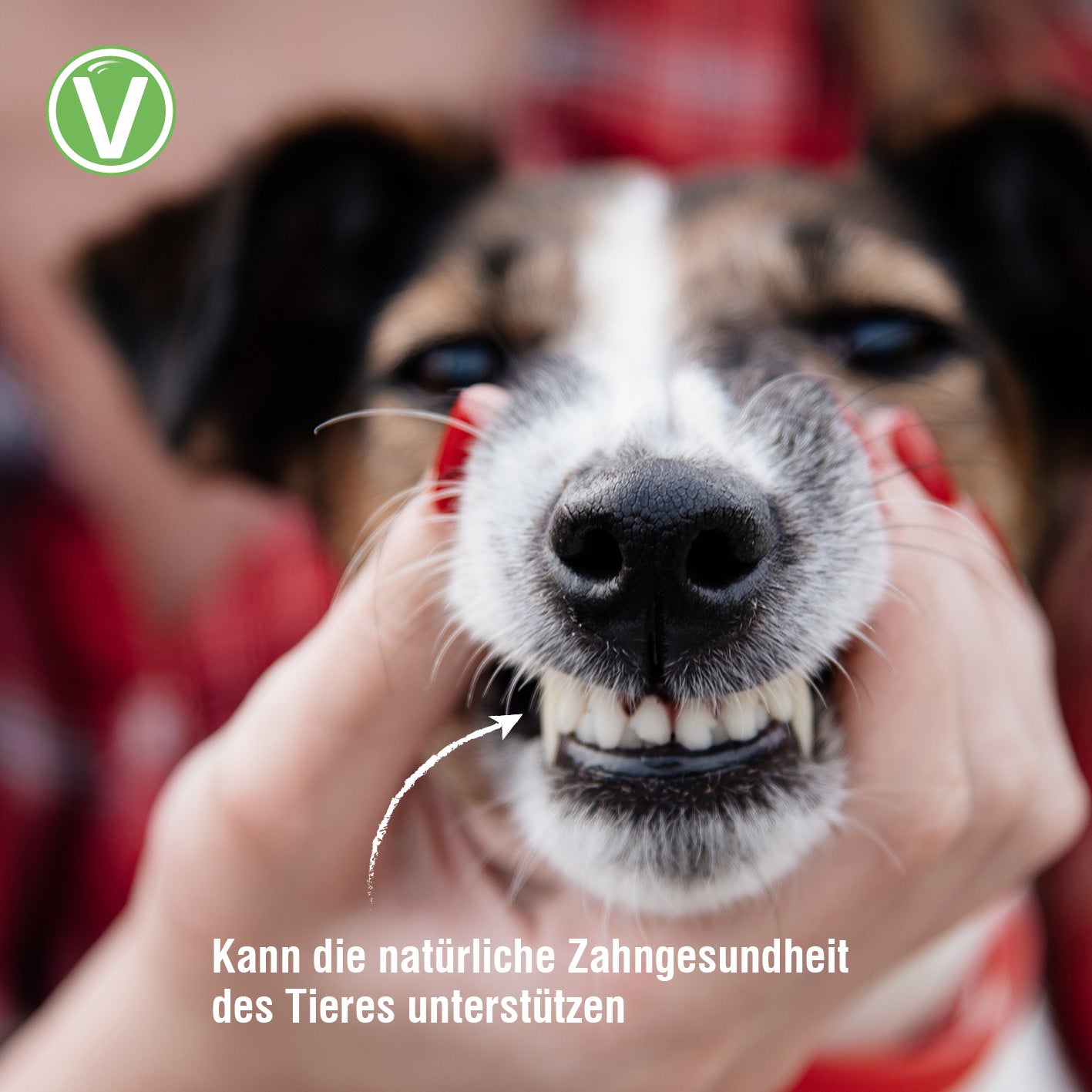 Vetlando-Zahnpflege-3