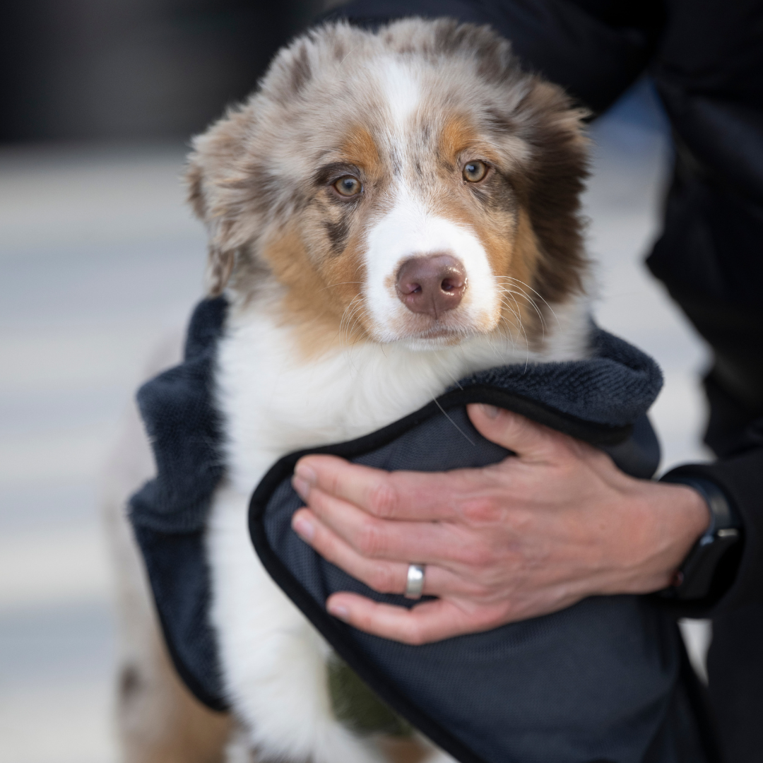 WOOFSTUFF-Hundehandtuch-Super-Flor-Turbo-Dry-Anthrazit-Mood