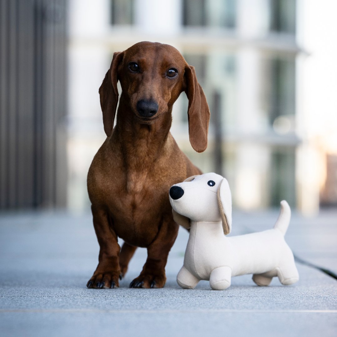 WOOFSTUFF-Hundespielzeug-Dackel-Pepe-Hund