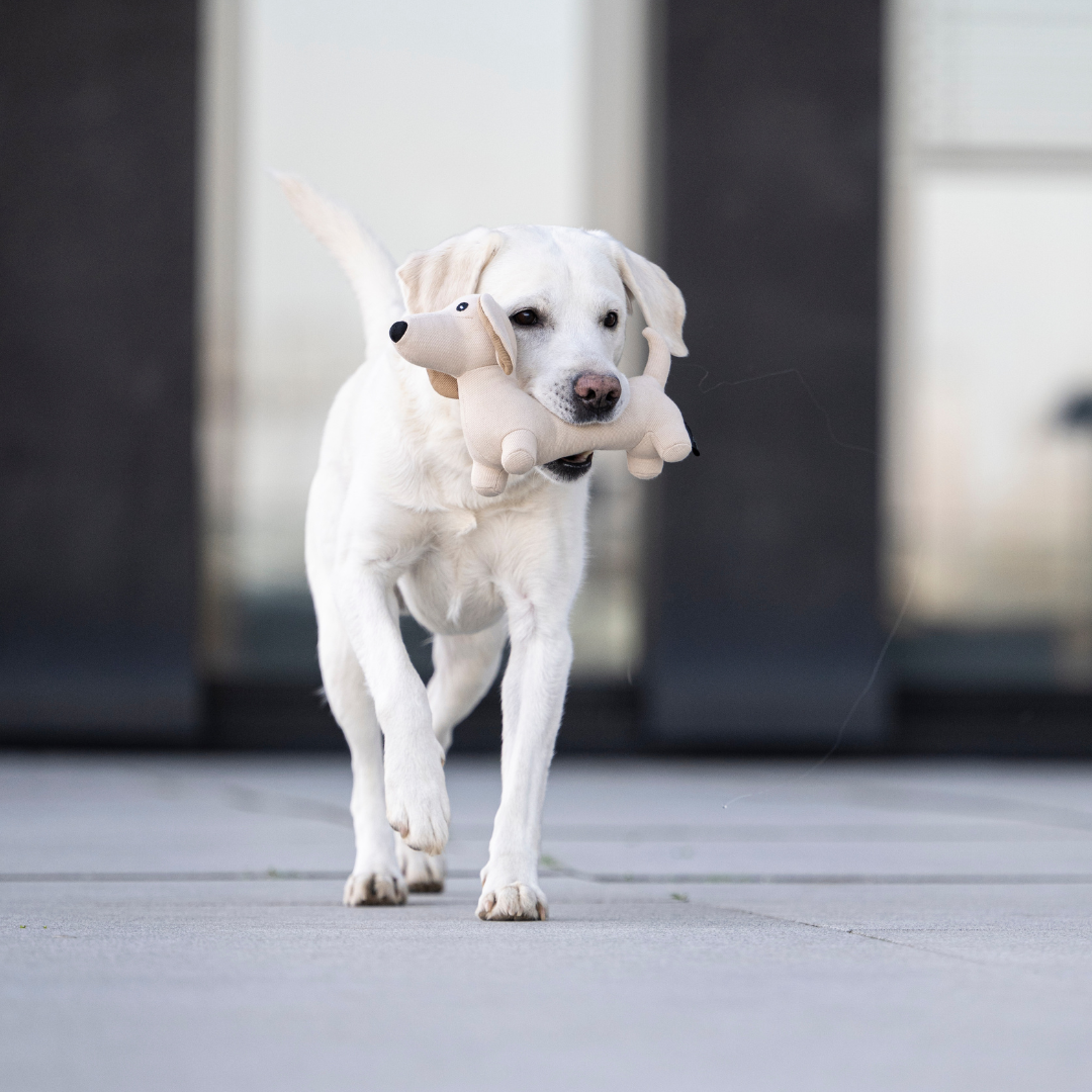 WOOFSTUFF-Hundespielzeug-Dackel-Pepe-Mood