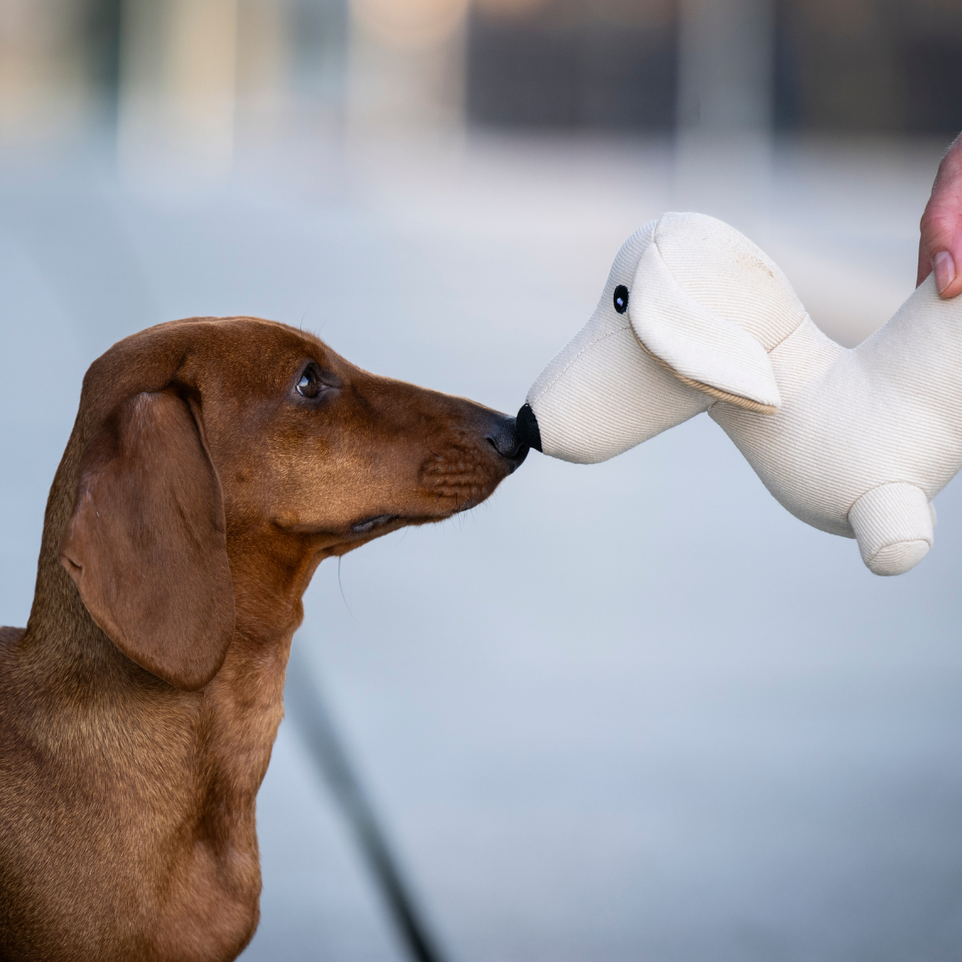 WOOFSTUFF-Hundespielzeug-Dackel-Pepe-SM-Mood