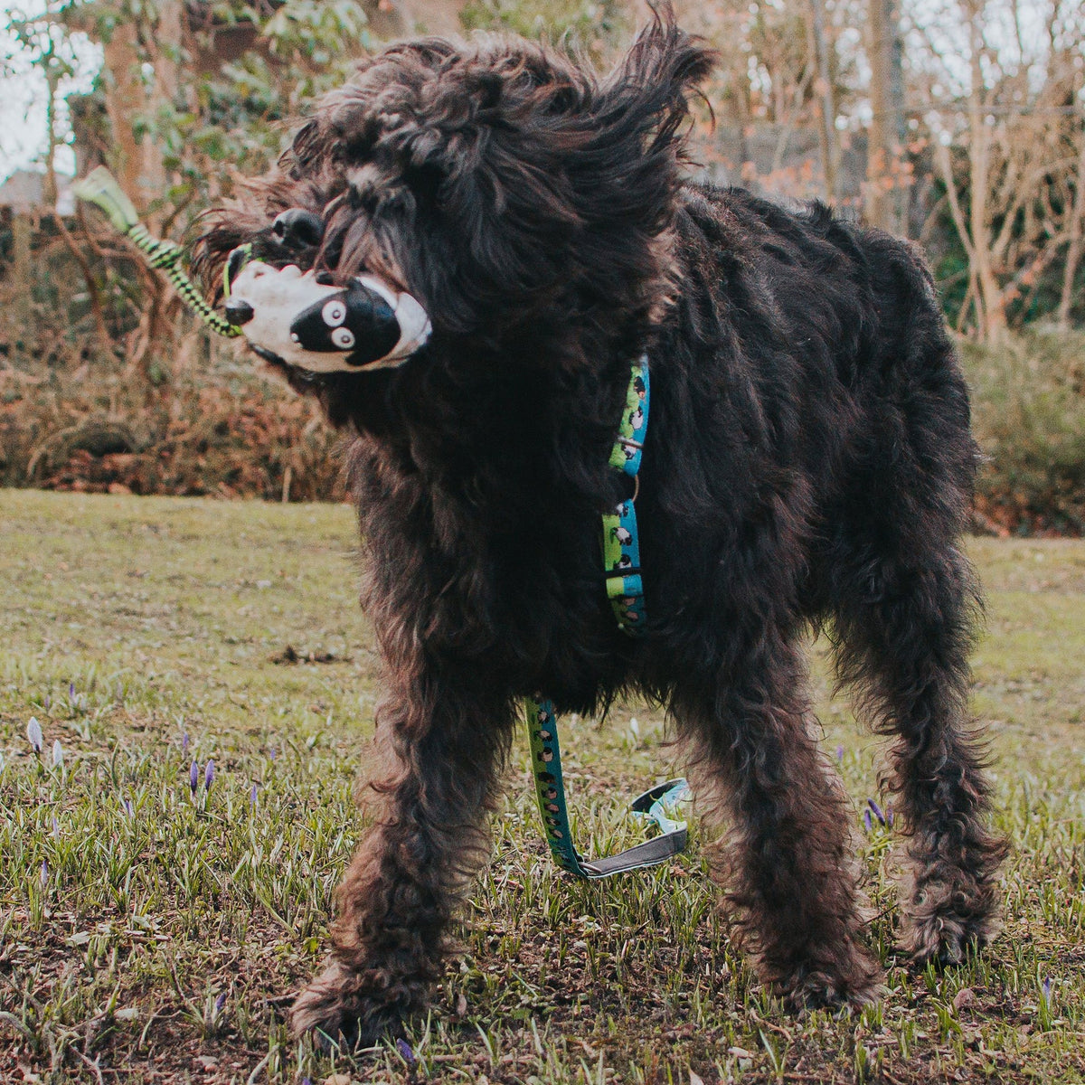 Hundespielzeug Woody The Sheep