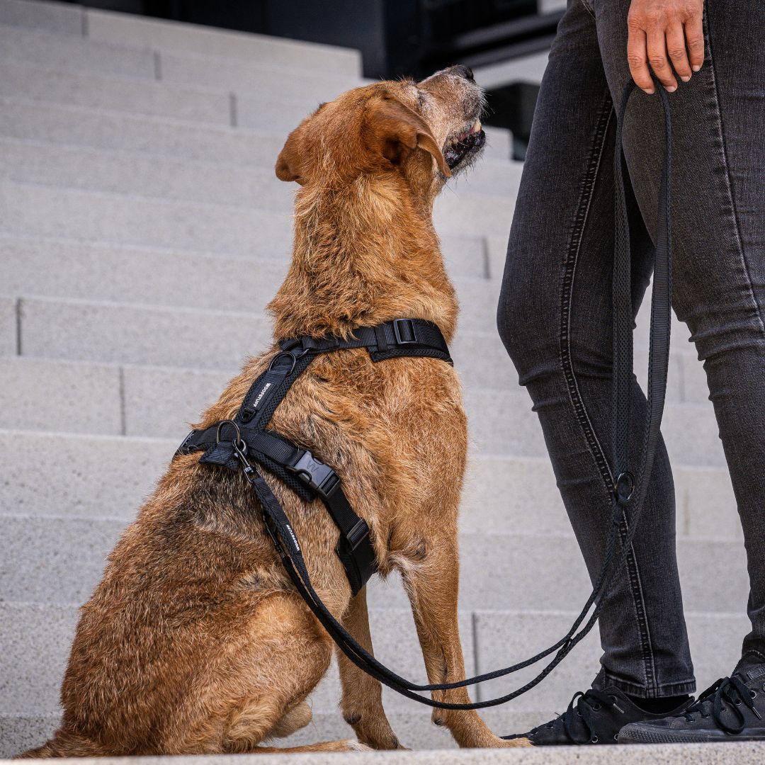 Woofstuff-Hundegeschirr-Nova-Black-7