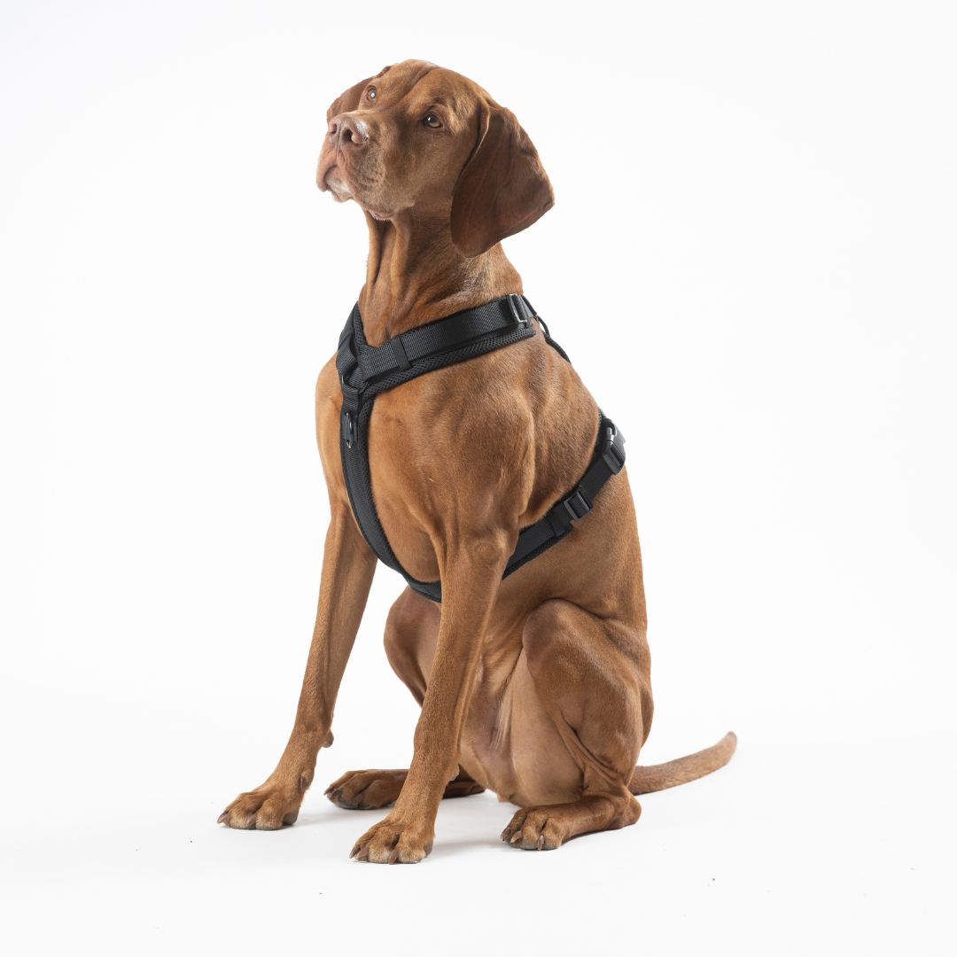 Y-Hundegeschirr Nova Black