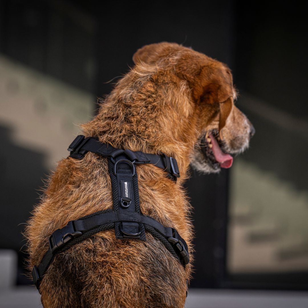 Y-Hundegeschirr Nova Black