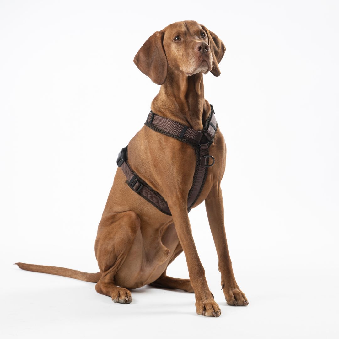 Y-Hundegeschirr Nova Chocolate