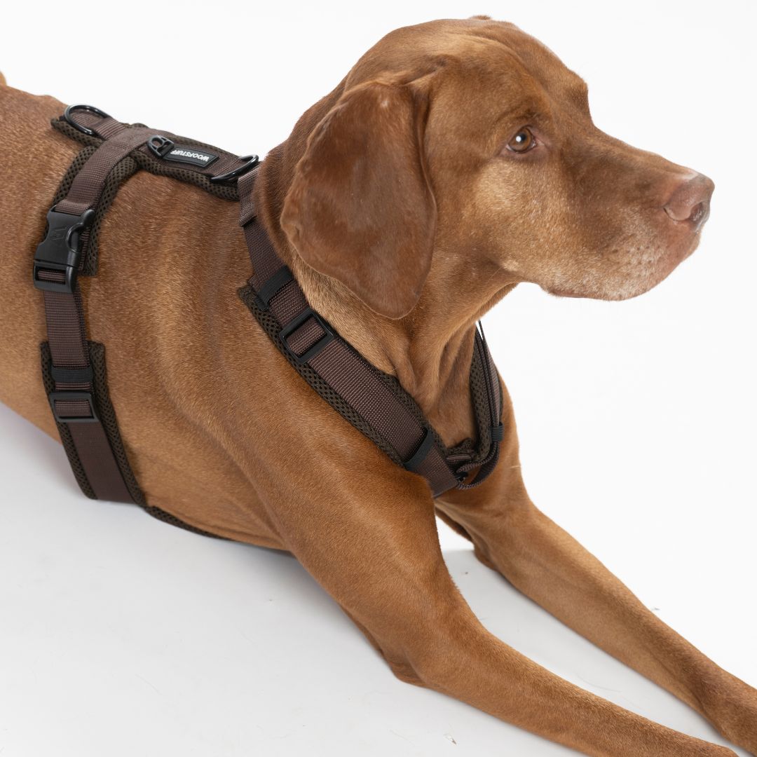 Y-Hundegeschirr Nova Chocolate