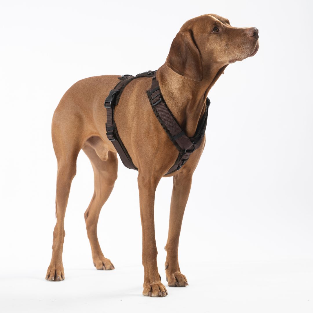Y-Hundegeschirr Nova Chocolate