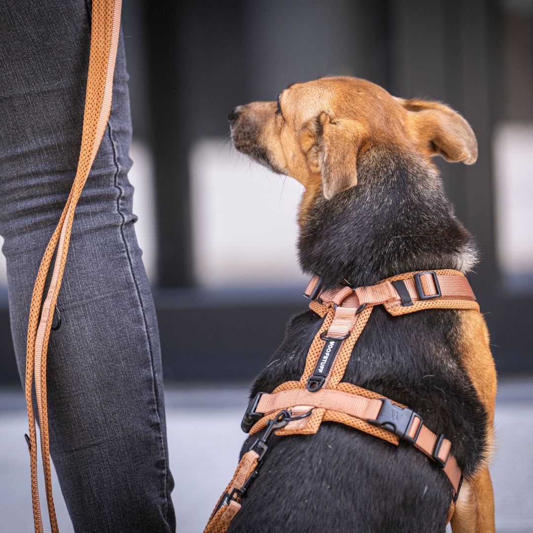 Woofstuff-Hundegeschirr-Nova-Cognac-7