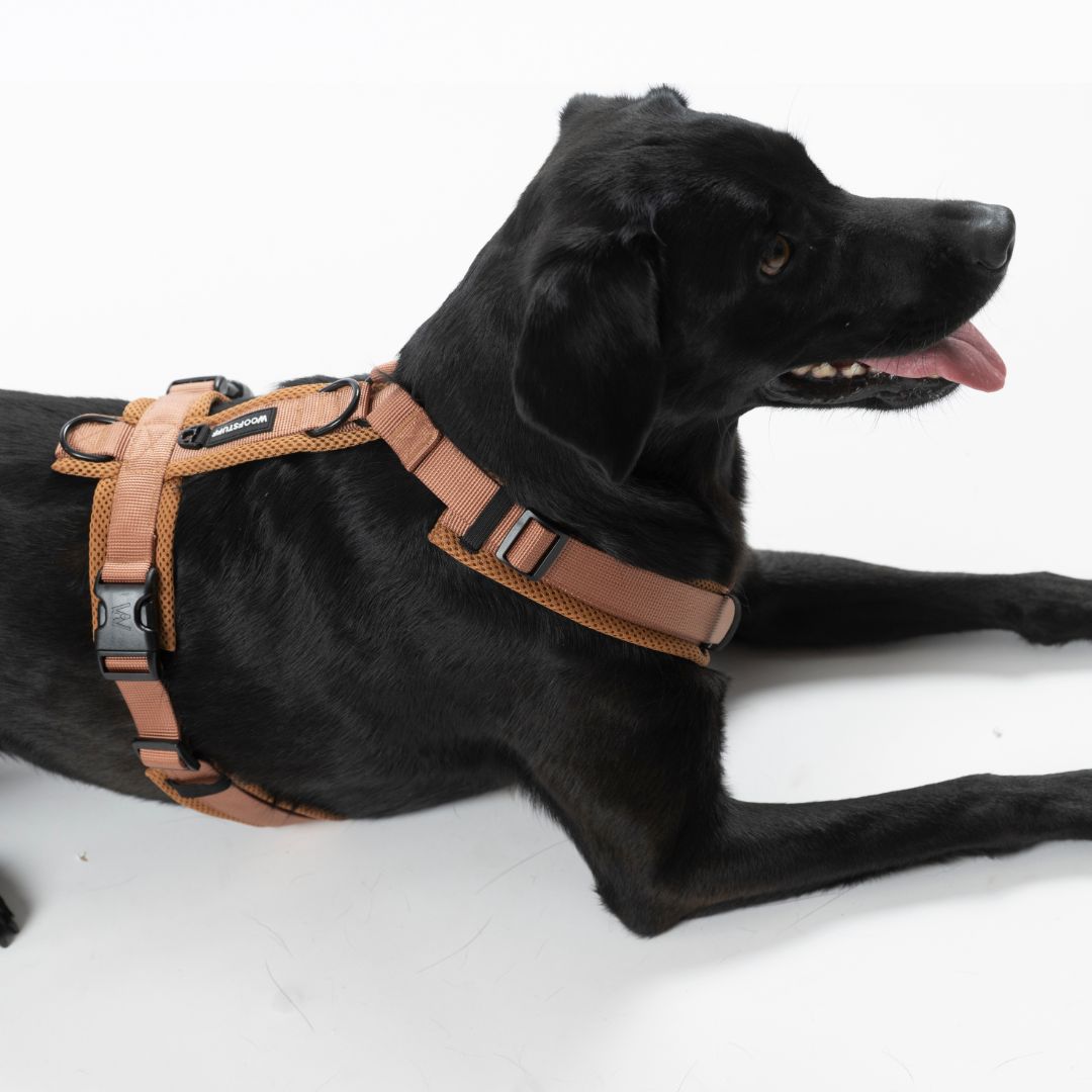 Y-Hundegeschirr Nova Cognac