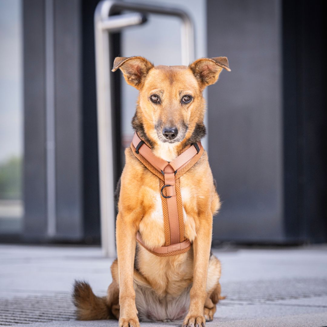 Y-Hundegeschirr Nova Cognac