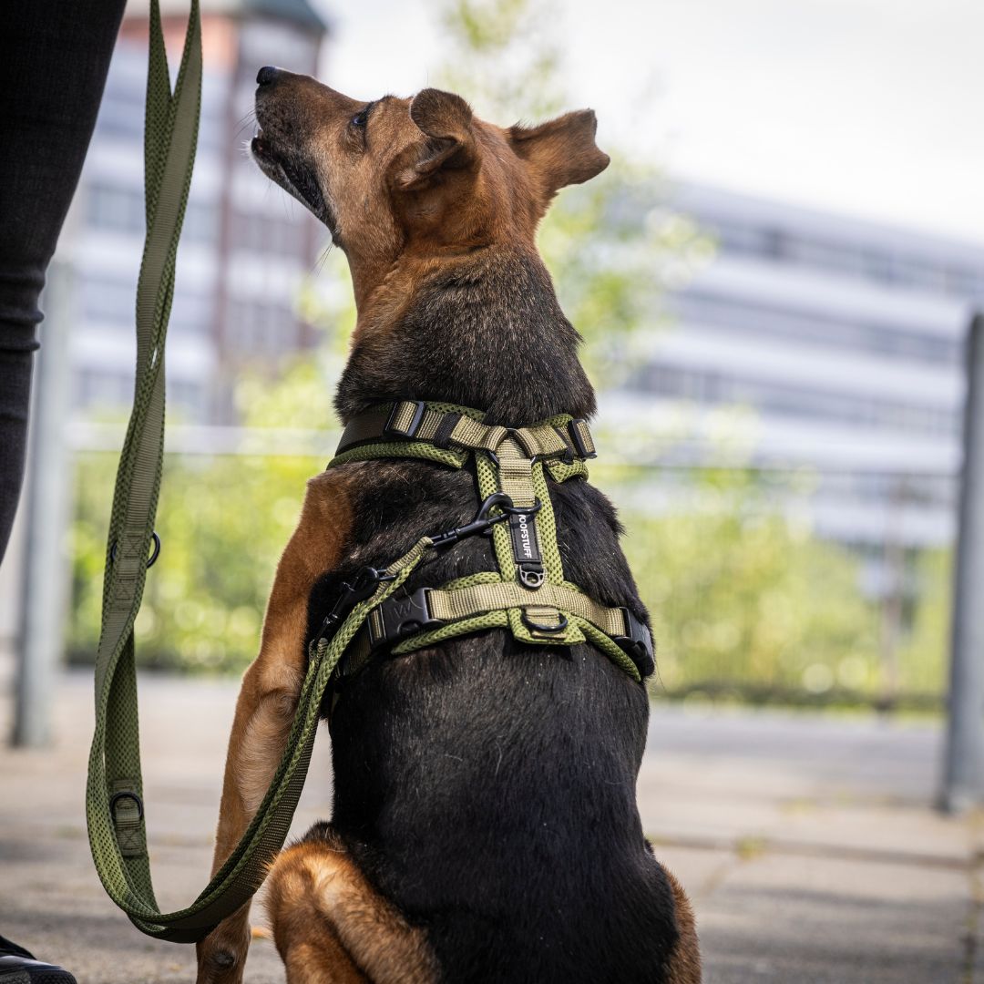 Woofstuff-Hundegeschirr-Nova-Olive-11
