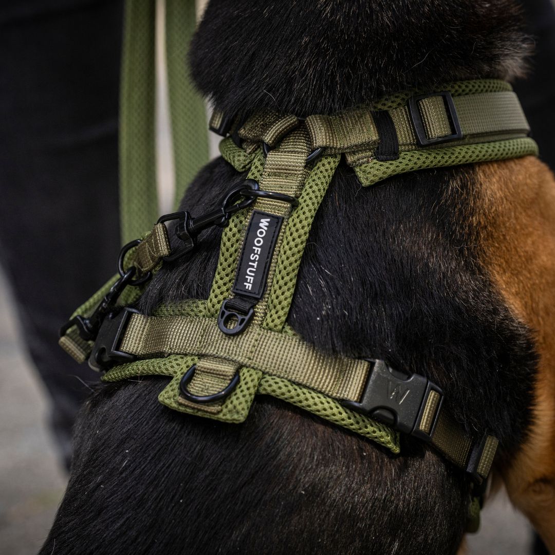 Y-Hundegeschirr Nova Olive