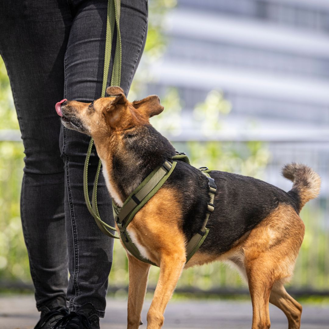 Y-Hundegeschirr Nova Olive