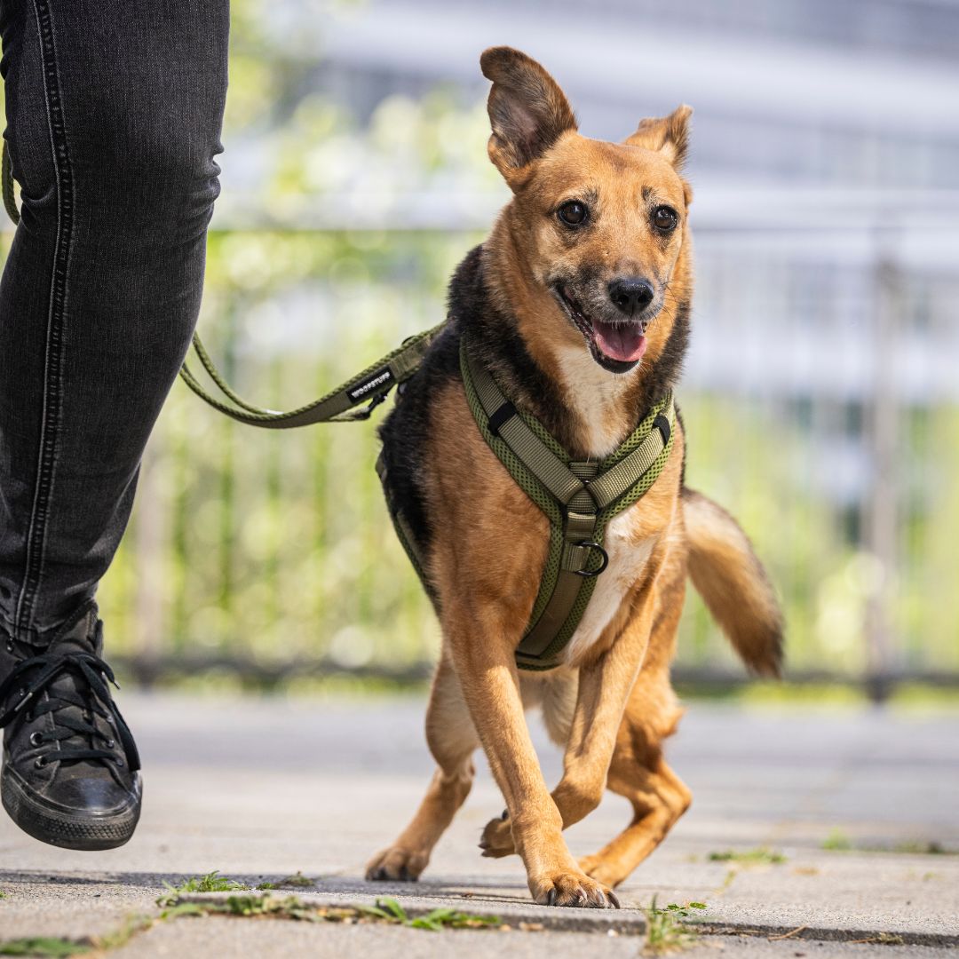 Y-Hundegeschirr Nova Olive