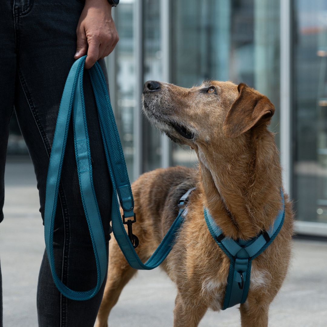 Woofstuff-Hundegeschirr-Nova-Petrol-9