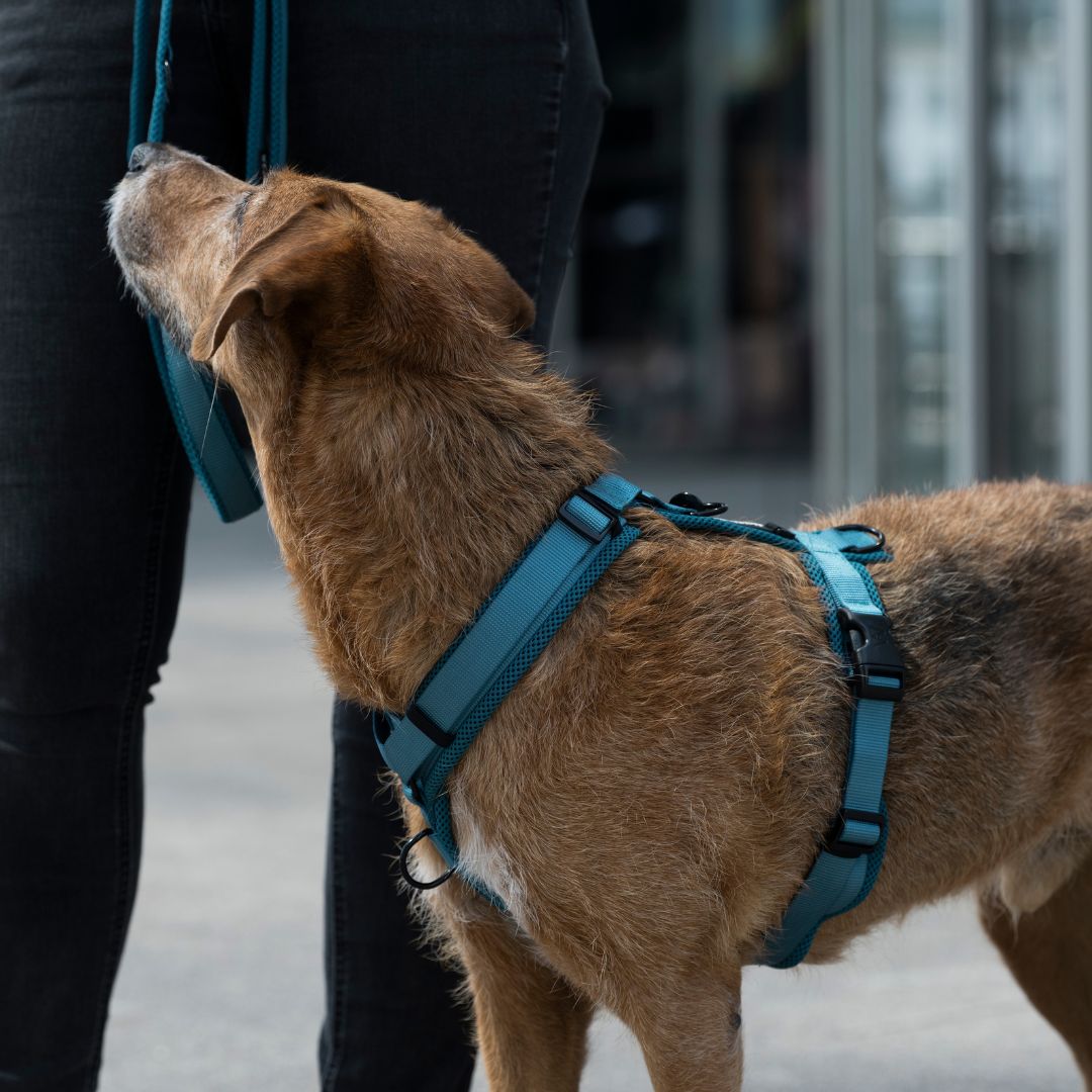 Y-Hundegeschirr Nova Petrol