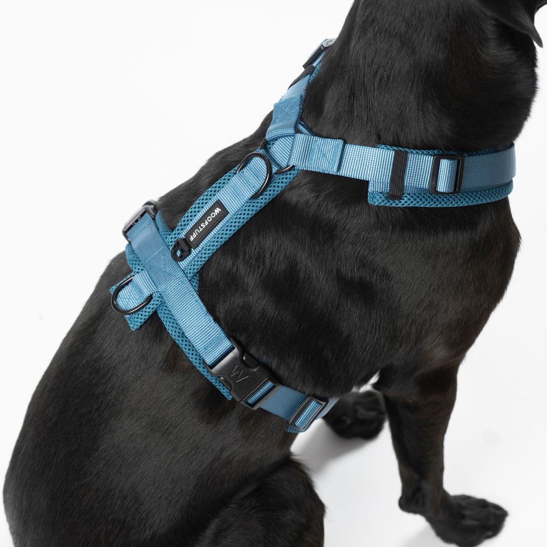 Y-Hundegeschirr Nova Petrol