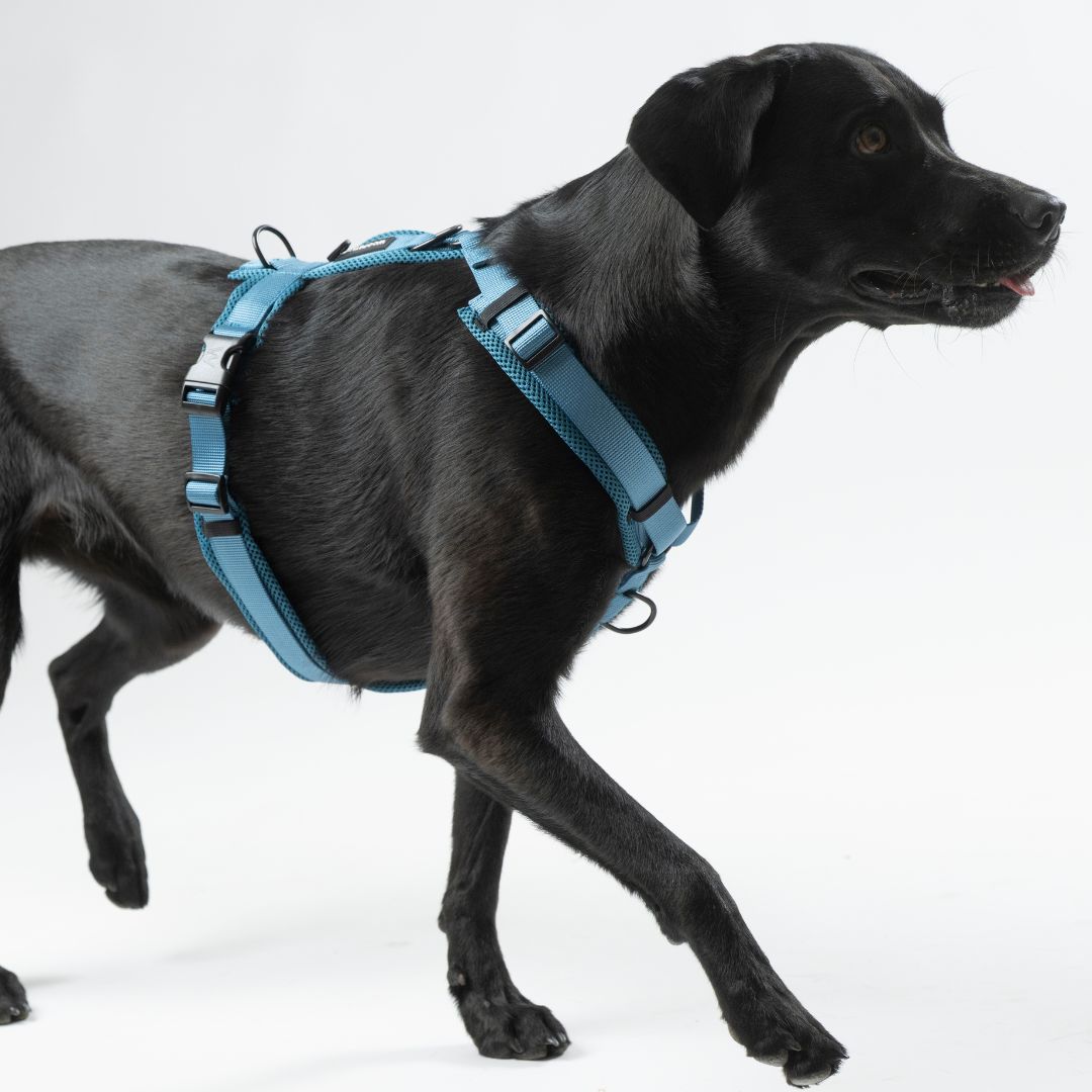 Y-Hundegeschirr Nova Petrol