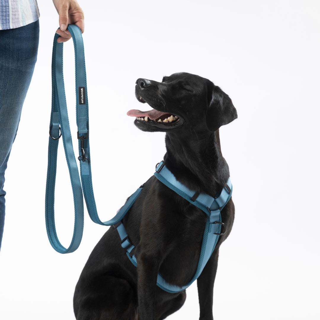 Woofstuff-Hundegeschirr-Nova-Petrol_5