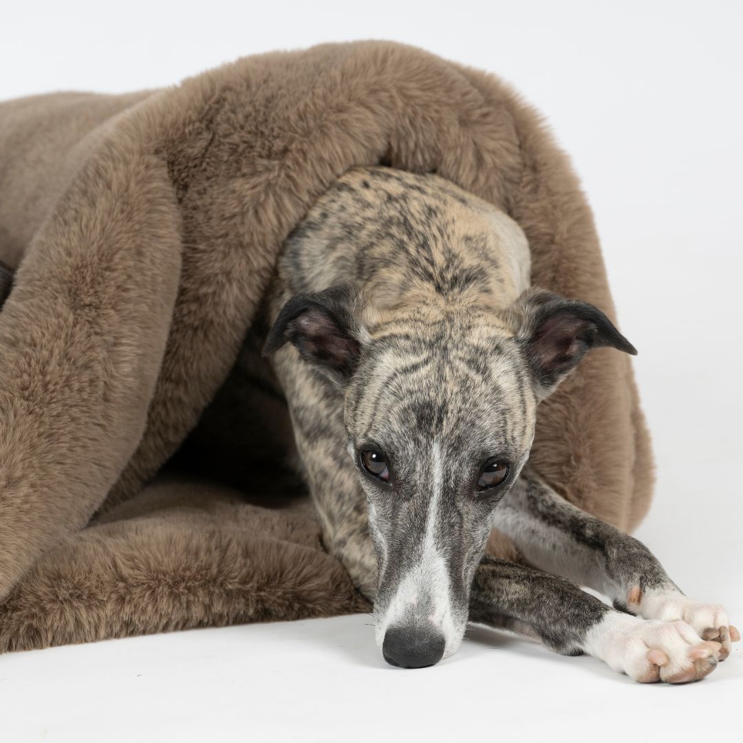 Woofstuff-Kuschelschlafsack-Fluffy-Taupe-Hund9