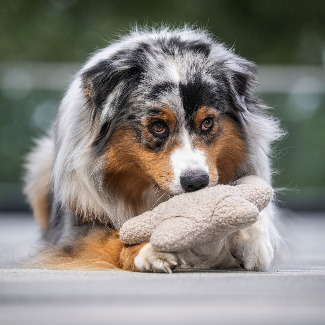 Woofstuff-Schnüffelstern-Greige-Hund2