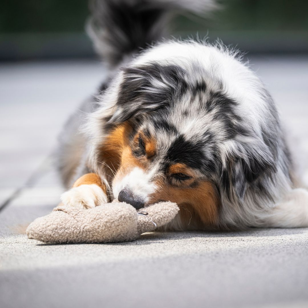 Woofstuff-Schnüffelstern-Greige-Hund3