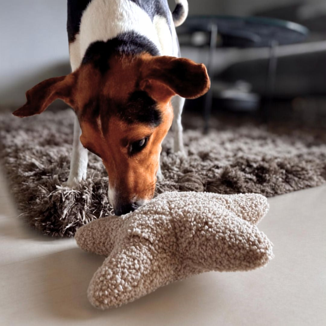 Woofstuff-Schnüffelstern-Greige-Hund6
