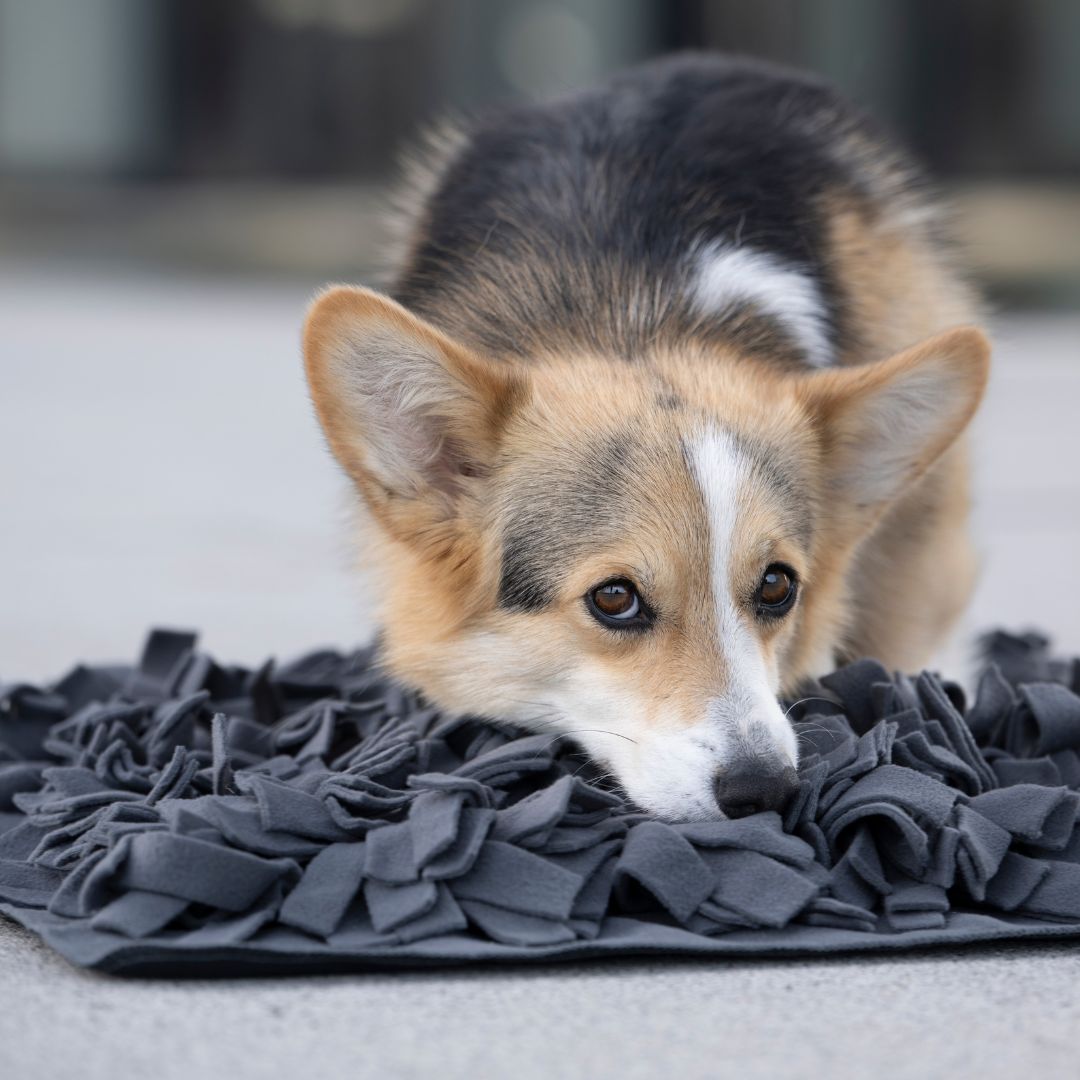 Woofstuff-Schnüffelteppich-Heaven-Hund2