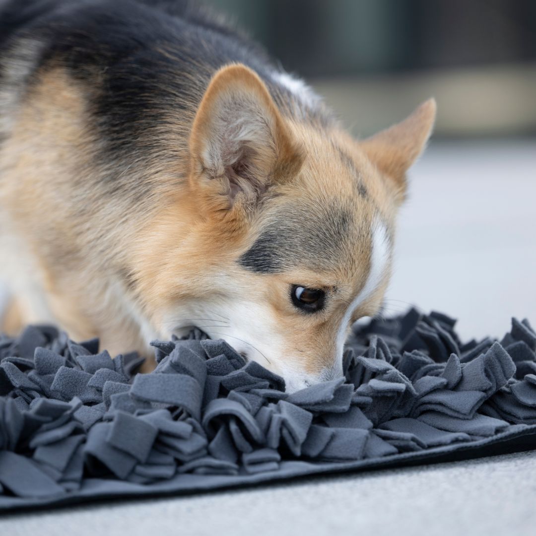 Woofstuff-Schnüffelteppich-Heaven-Hund3