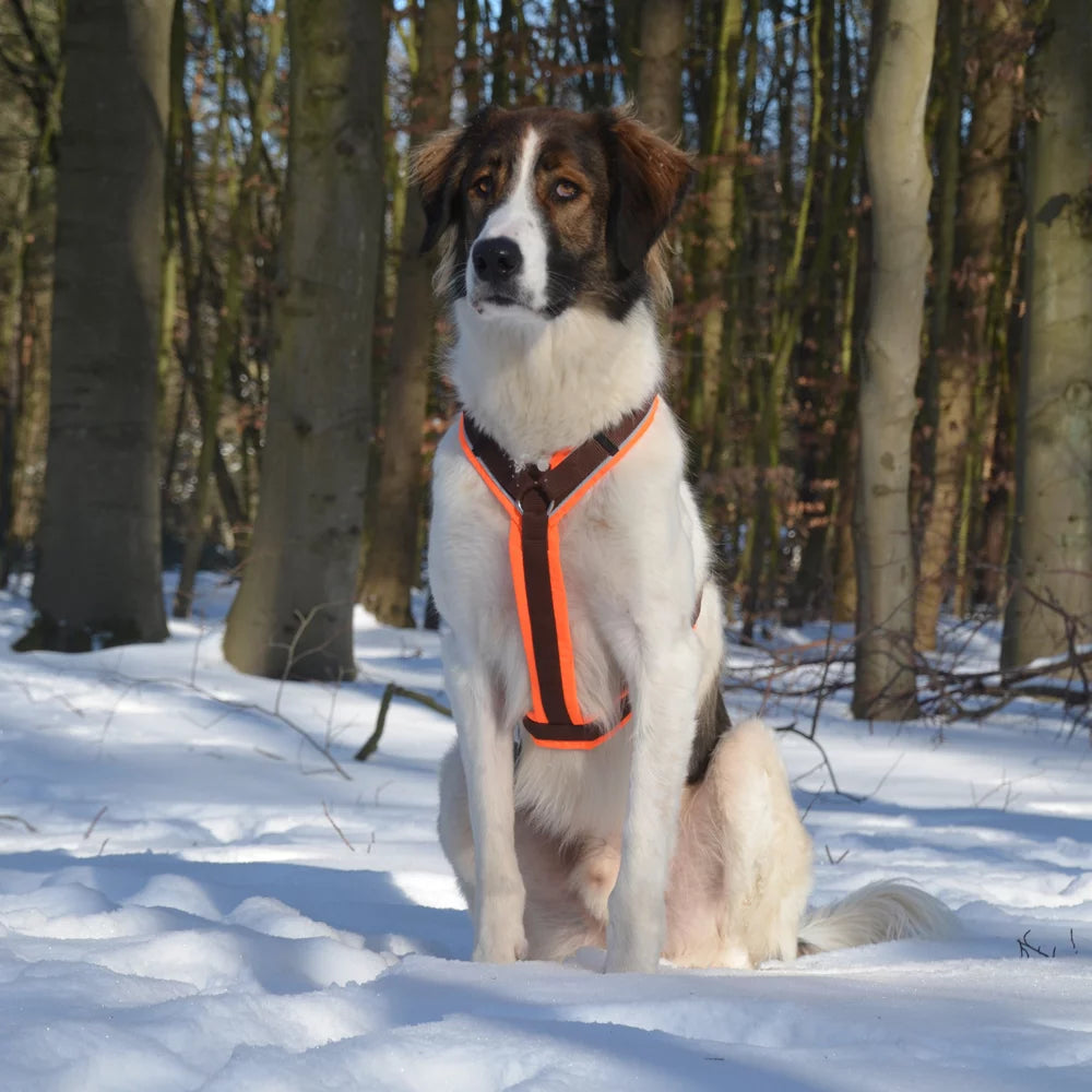 AnnyX-Hundegeschirr-Protect-leuchtgelb-orange-Hund
