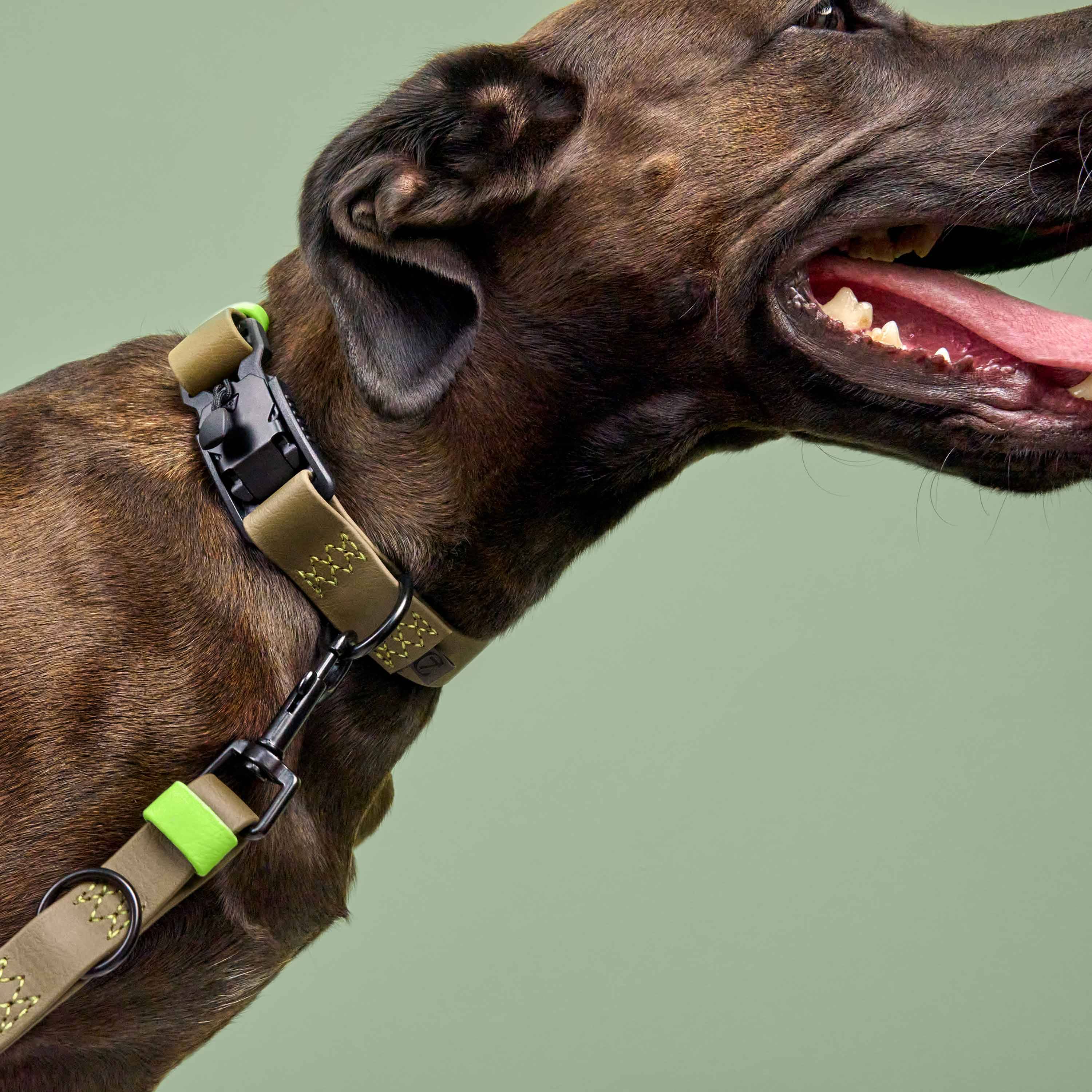 Cloud7-Hundehalsband-BioThane-Ipanema-Olive-Neongrün-Hund
