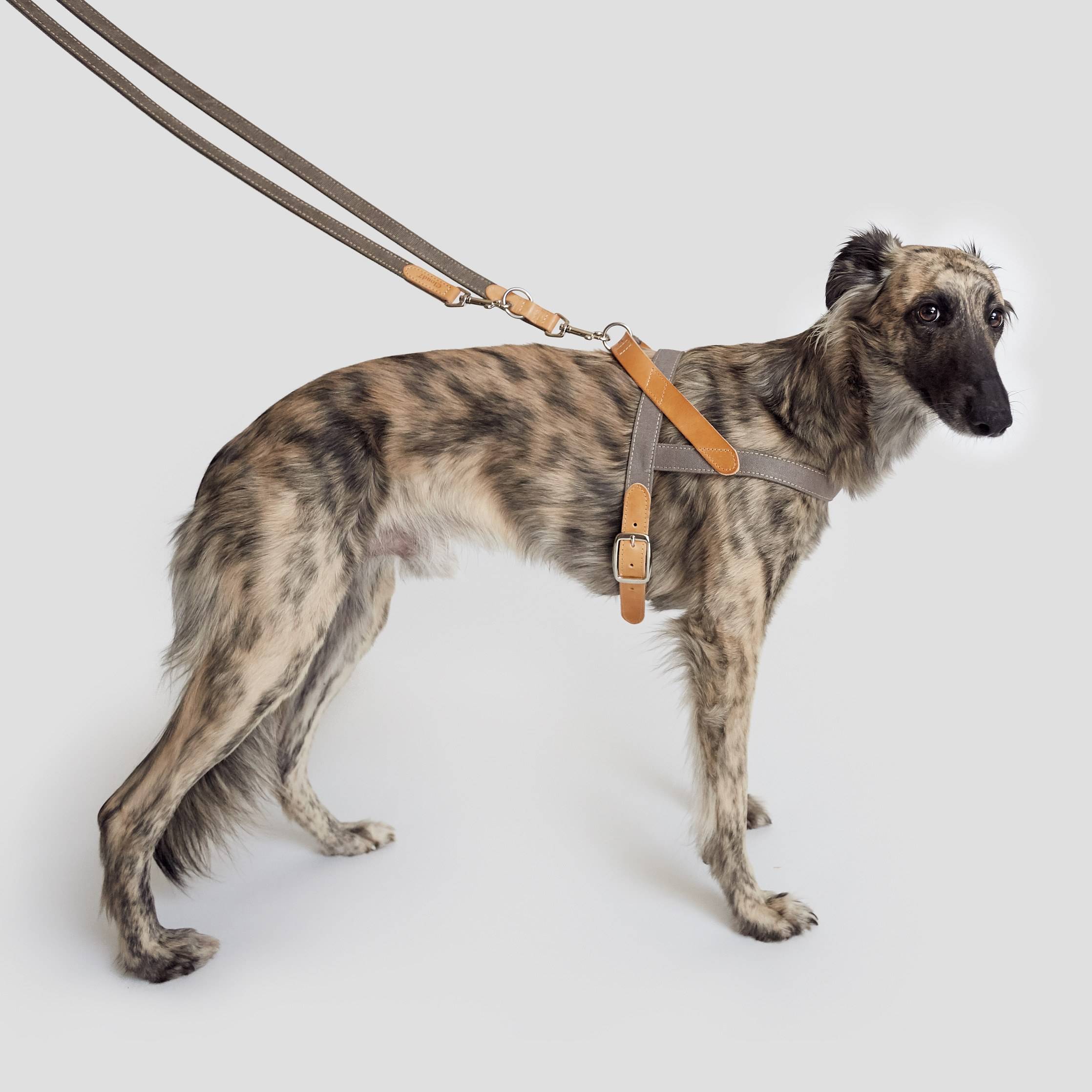 Cloud7-Hundegeschirr-Tivoli-Greige-Hund