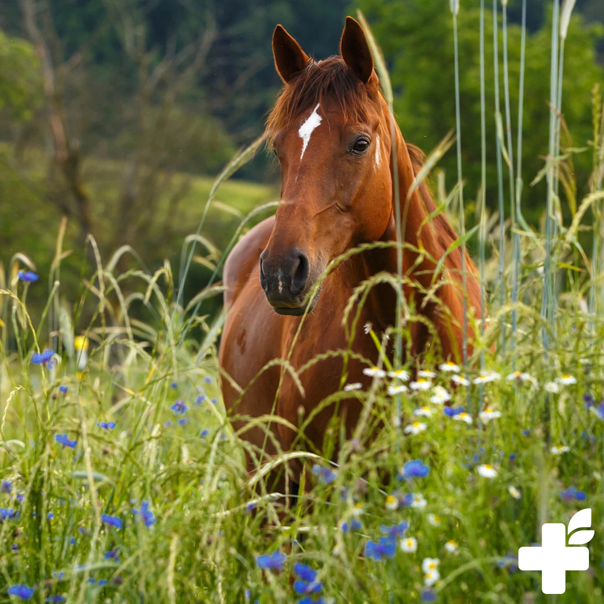 Reavet-Dorschlebertran-Plus-Pferd
