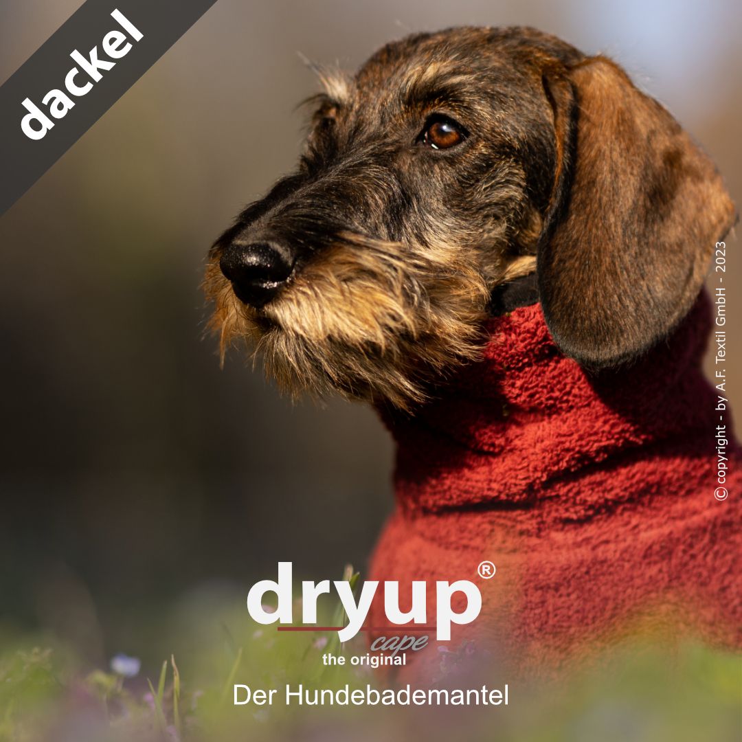 Dryup-Cape-Dackel-Bordeaux-Hundebademantel-Hund