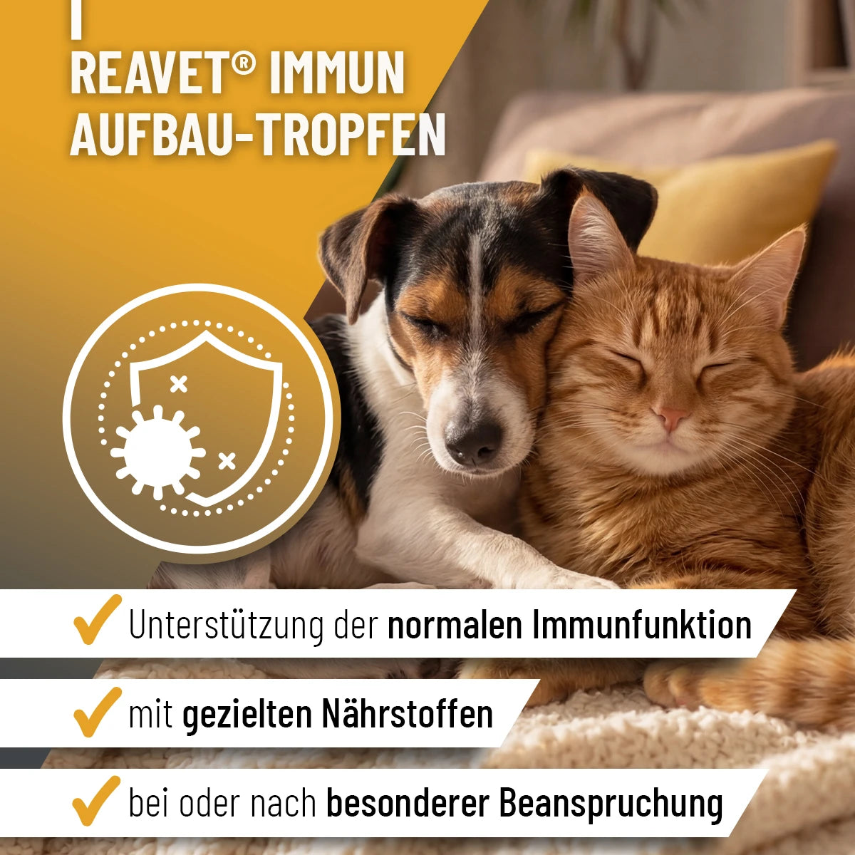 Immun Aufbau Tropfen