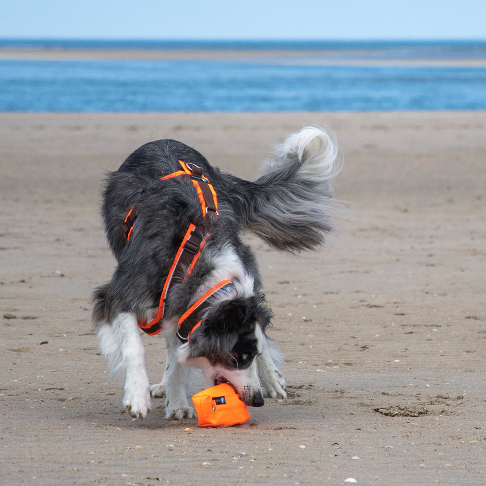 Hundegeschirr PROTECT leuchtorange/braun