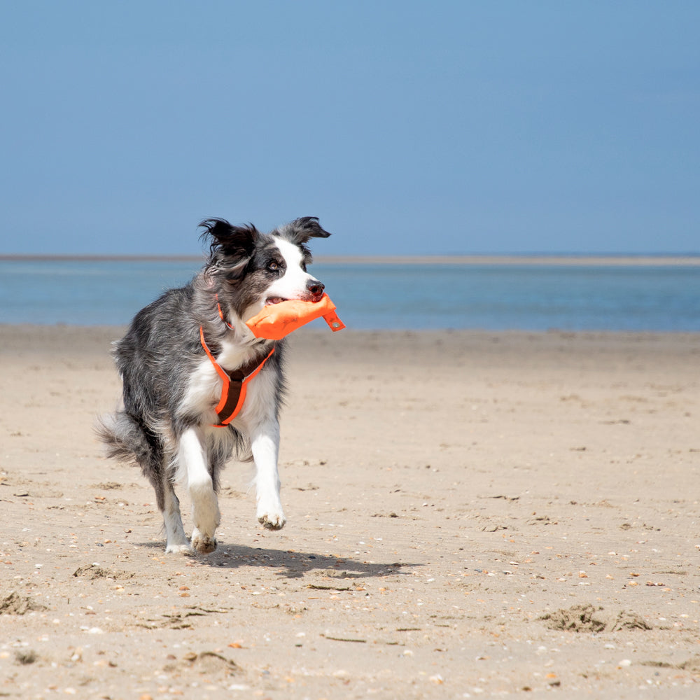 Hundegeschirr PROTECT leuchtorange/braun