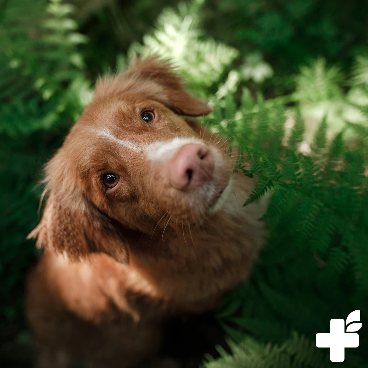 Ulmenrinde naturrein