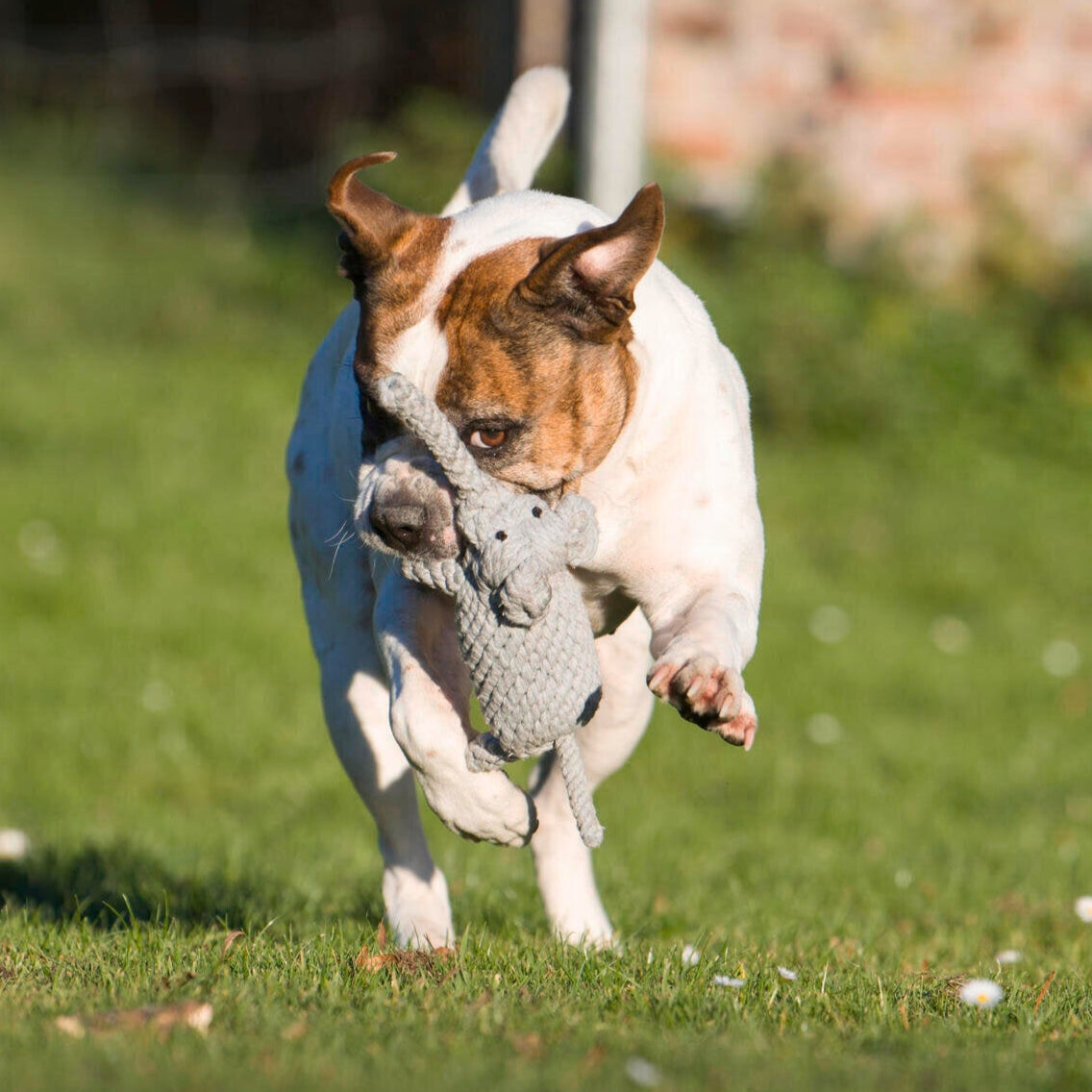 Hundespielzeug Elton Elefant