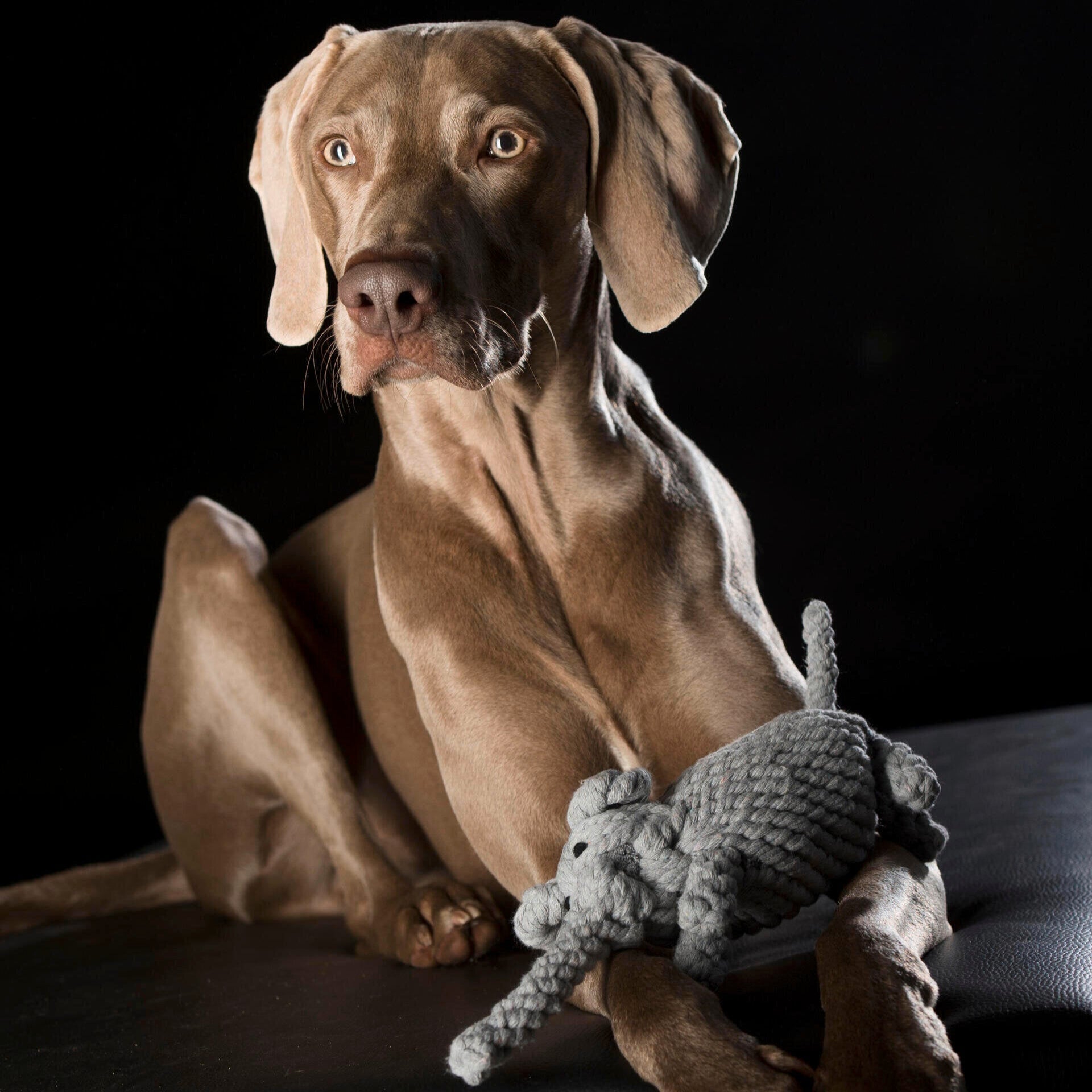 Hundespielzeug Elton Elefant