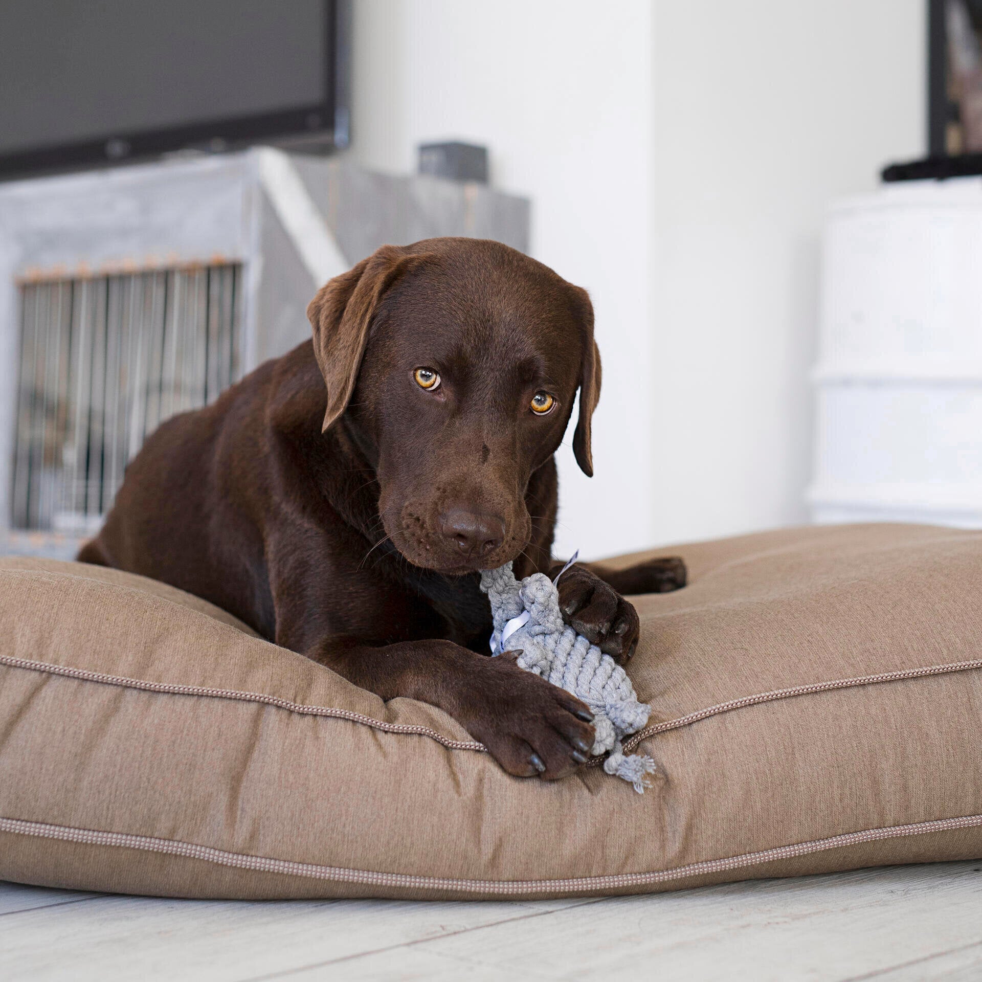 Hundespielzeug Elton Elefant