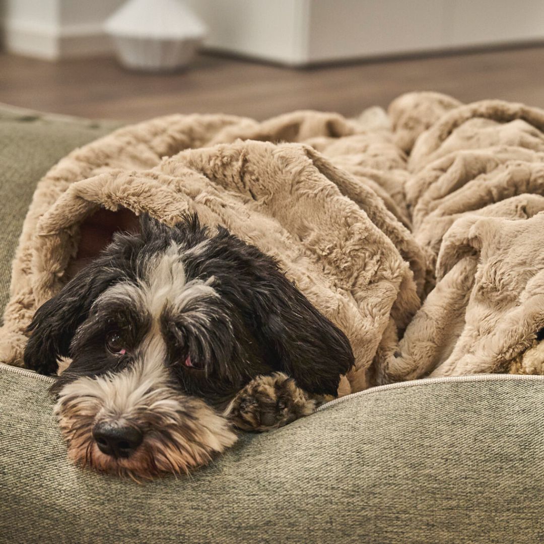 Laboni-Hundedecke-Cozy-Beige-Hund