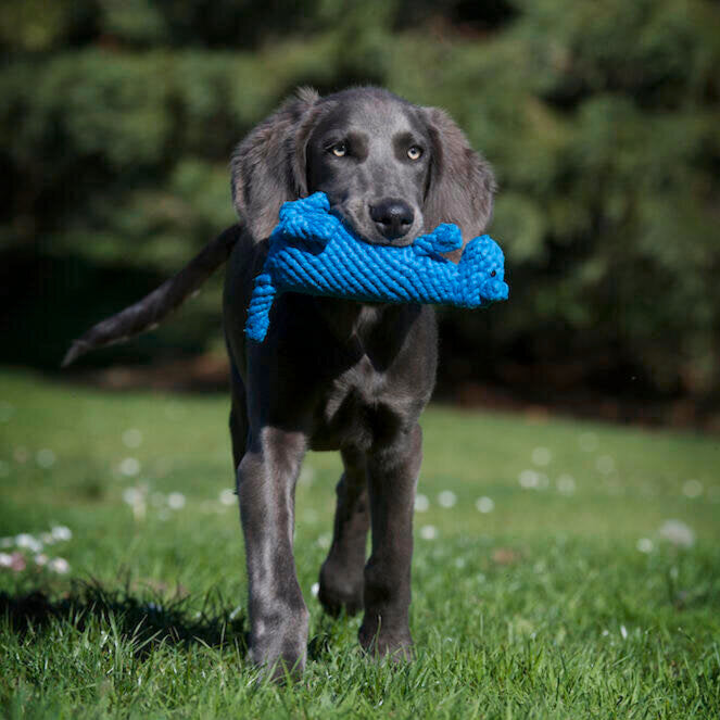 Hundespielzeug Kurt Känguru