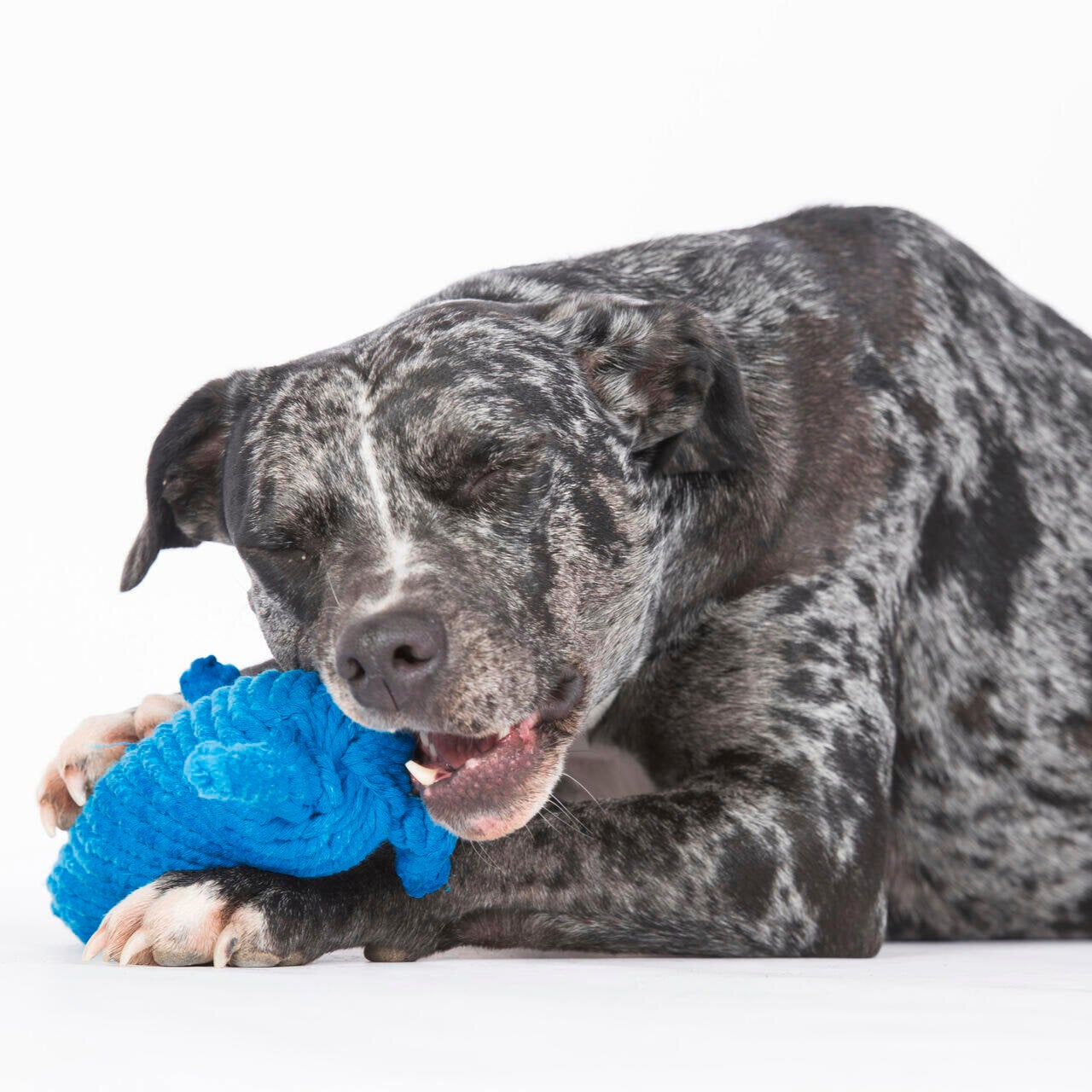 Hundespielzeug Kurt Känguru