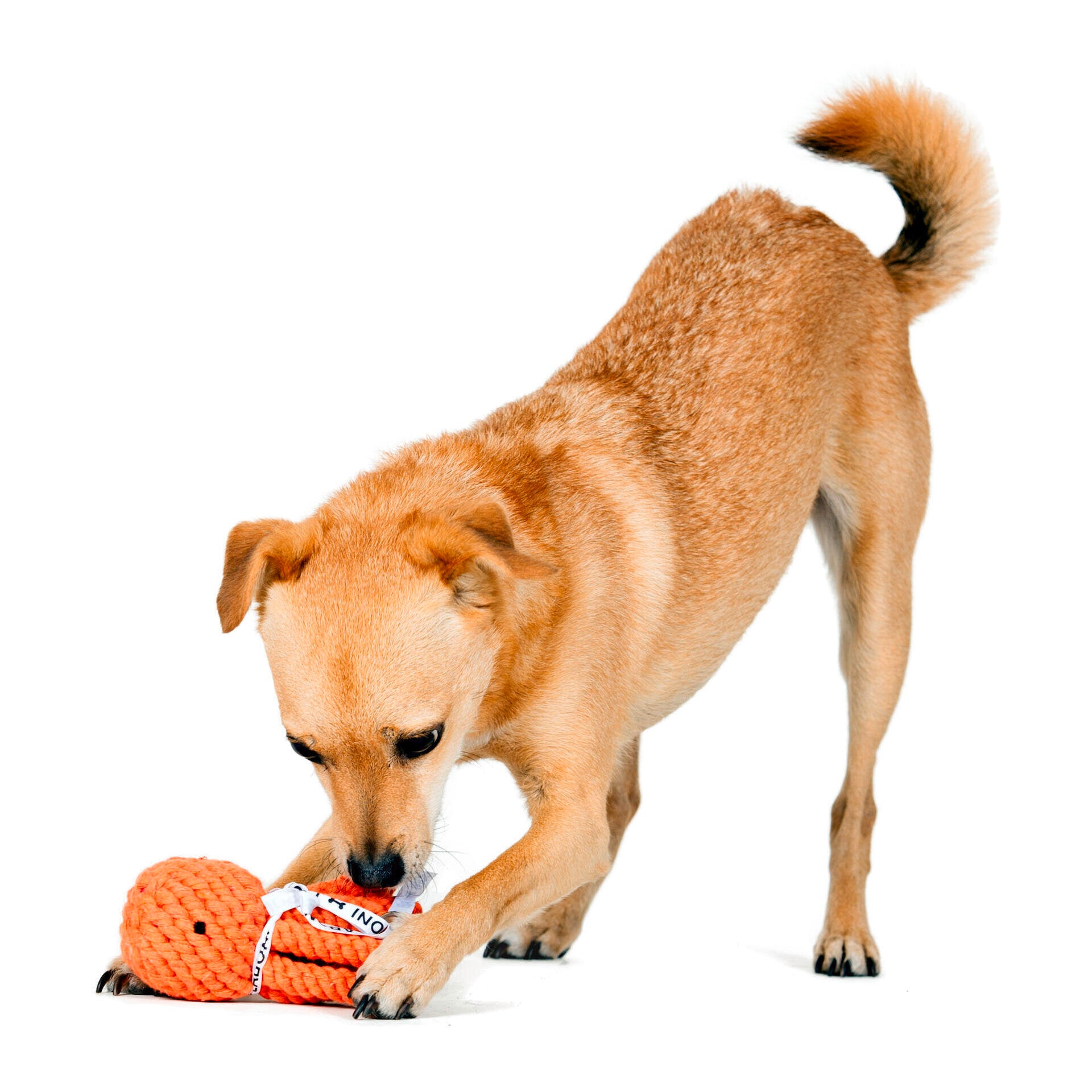 Hundespielzeug Thaddäus Tintenfisch