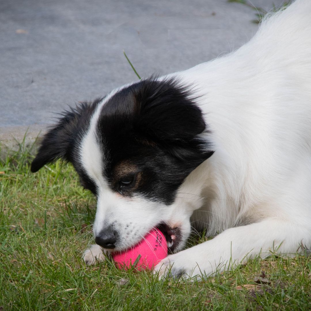 Hundespielzeug Stardust Ball